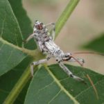 Wheel bug, Arilus cristatus, nymph on leaf. Photo by Bill Ree. Click on image to enlarge