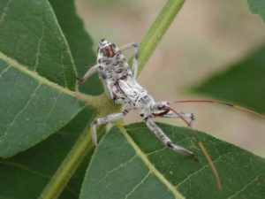 Wheel bug, Arilus cristatus, nymph on leaf. Photo by Bill Ree. Click on image to enlarge