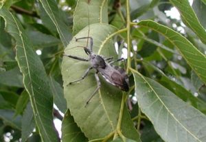 Wheel bug, Arilus cristatus, adult on leaf.