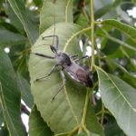 Wheel bug, Arilus cristatus, adult on leaf.